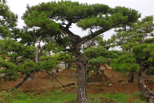 如何判斷造型松樹的健康狀況？